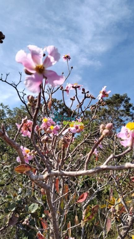 Imagem da propriedade CO8823 12